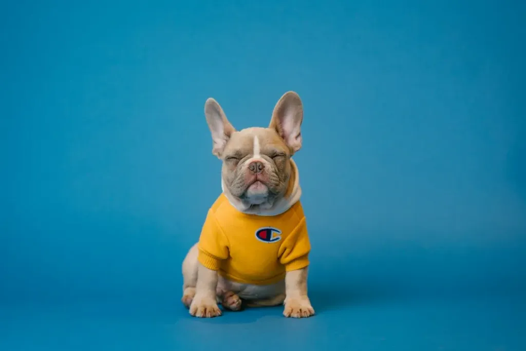 Dogmasters – gedrag