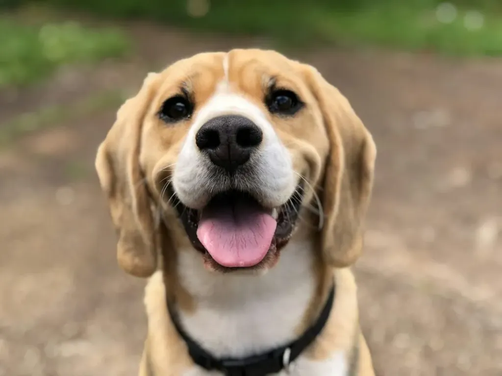 Dogmasters – puppy